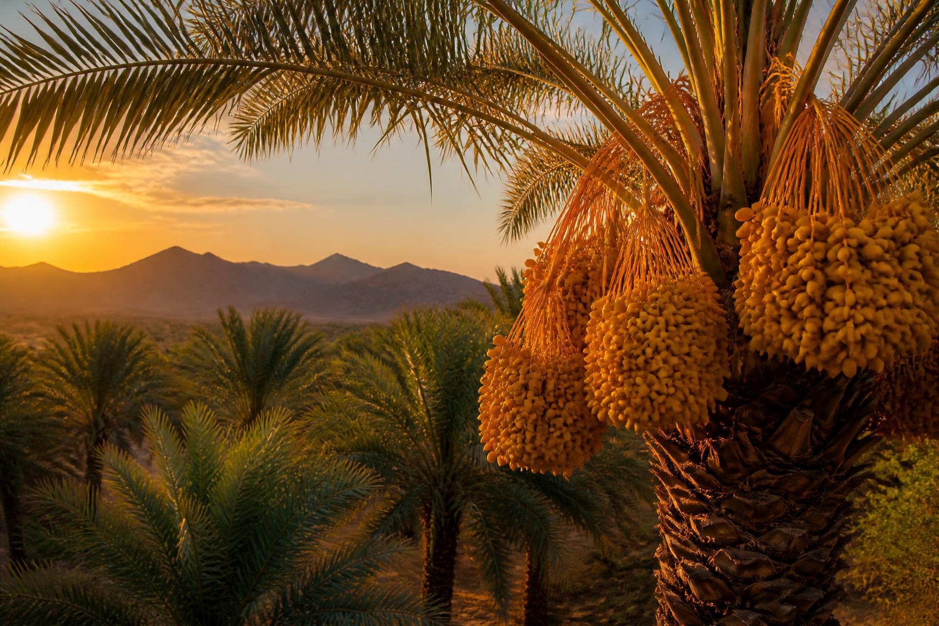 Palm farm at sunrise in Hail
